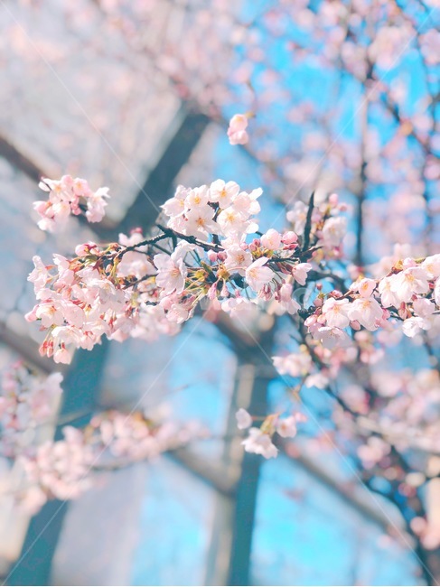 벚꽃,봄,cherryblossom,식물,개화,spring,따뜻함,자연,봄,계절,spring,season,식물,자연,plants,nature,꽃,flower,색깔,색상,색채,색감,color sense,color sensitivity,feeling of color,plant,blossom