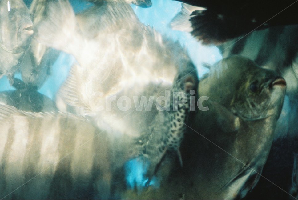 물고기,수조,회,물,생선,필름,필름사진,필름카메라,필카,film,filmphoto,filmphotogrph