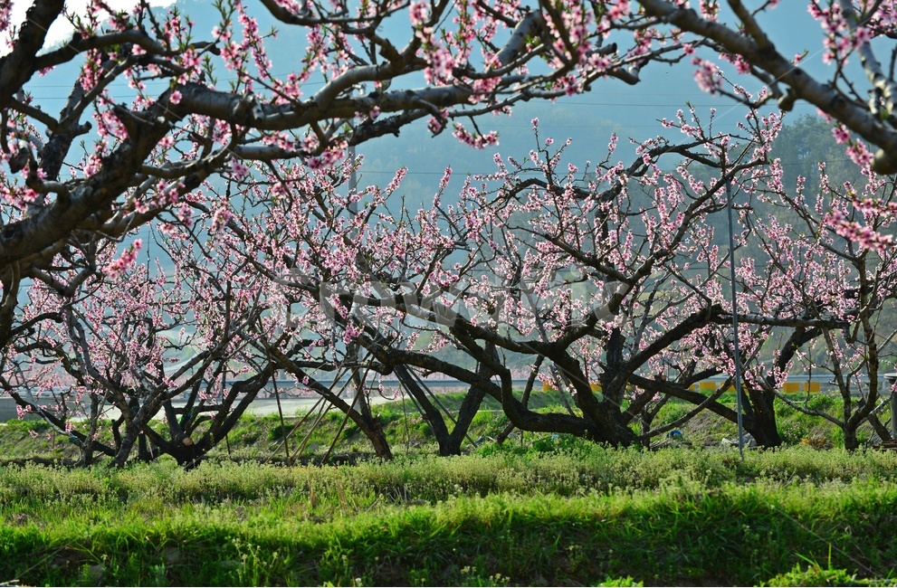 plant,식물,blossom,flower,과수원,복숭아밭,복사꽃,꽃,봄,계절