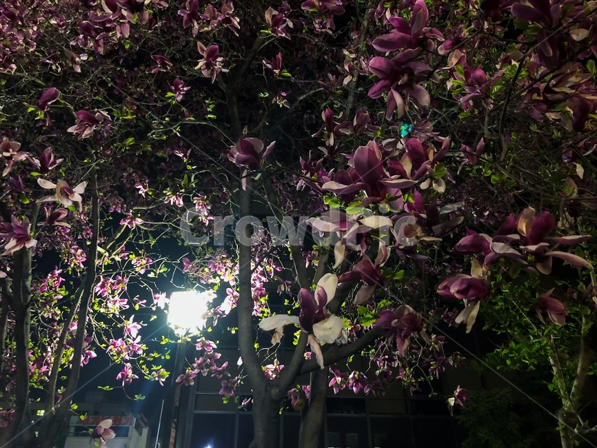 꽃,붉은꽃,야간꽃,나무,가로등