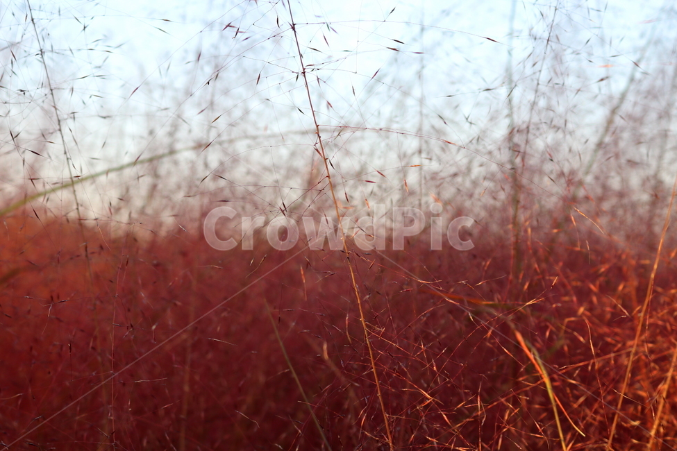 핑크뮬리,뮬리,식물,자연,벼과,분홍쥐꼬리새,가을,가을,계절,fall,autumn,season,grass,잔디,plant