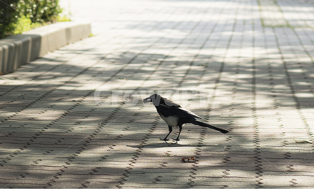 까치,새,동물,조류,그늘,여름,동물,animal,조류,새,birds
