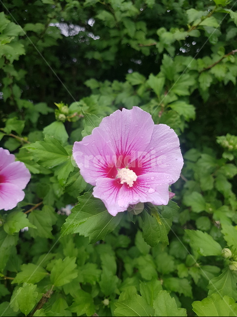 무궁화,꽃,국화,자연,식물,한국,대한민국,애국심,korea,식물,자연,plants,nature,꽃,flower
