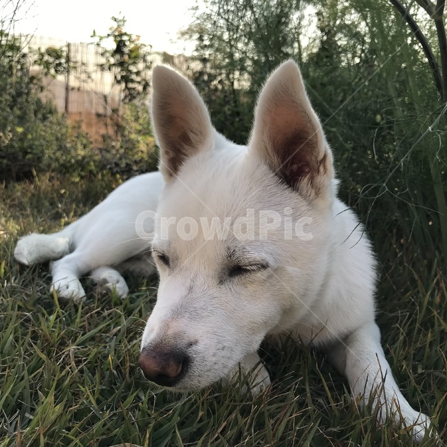 강아지,흰강아지,흰둥이,댕댕이,동물,dog,puppy,animal,whitedog,cute,lovely,귀여움,사랑스러움,잠,sleep,정원,잔디,grass,garden,동물,animal,포유류,mammal,개,강아지,dog,doggy