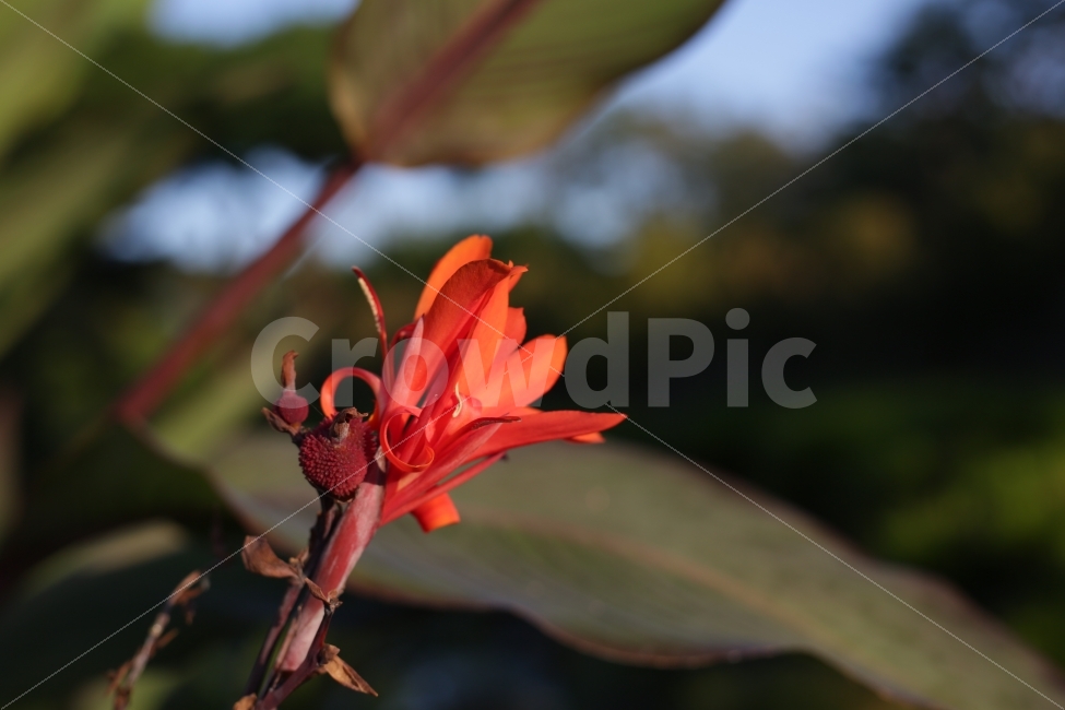 	꽃,자연,붉은색,분홍색,햇빛,5dmark3,식물,자연,plants,nature,꽃,flower