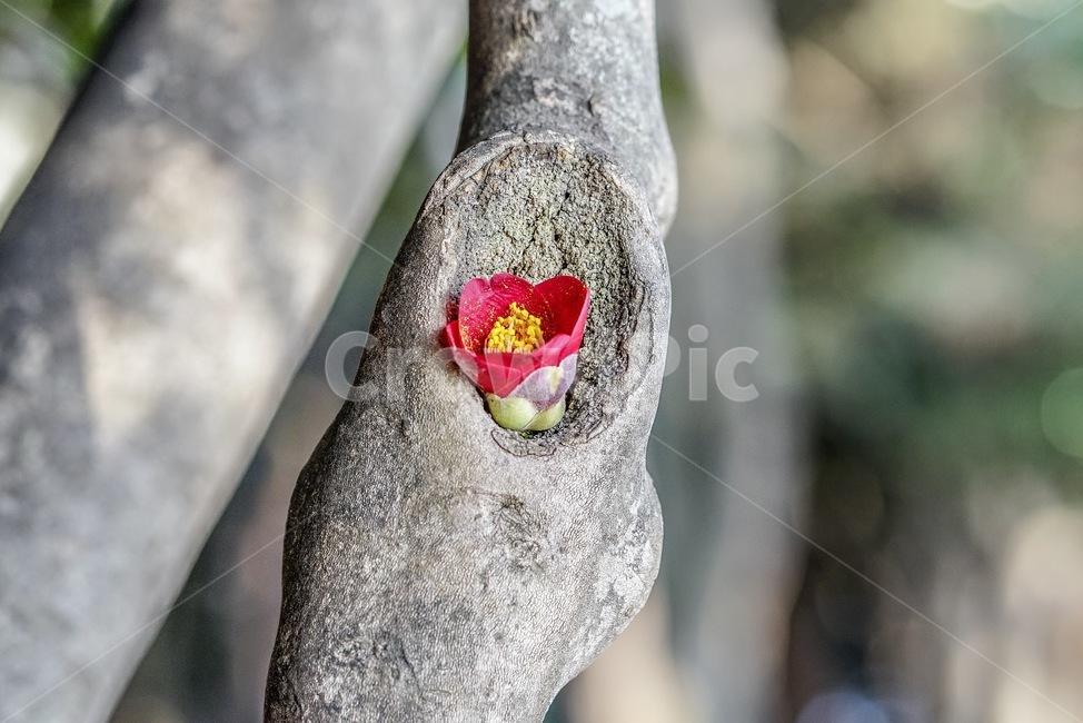 plant,식물,꽃,flower,동백꽃,식물,자연,plants,nature,꽃,flower