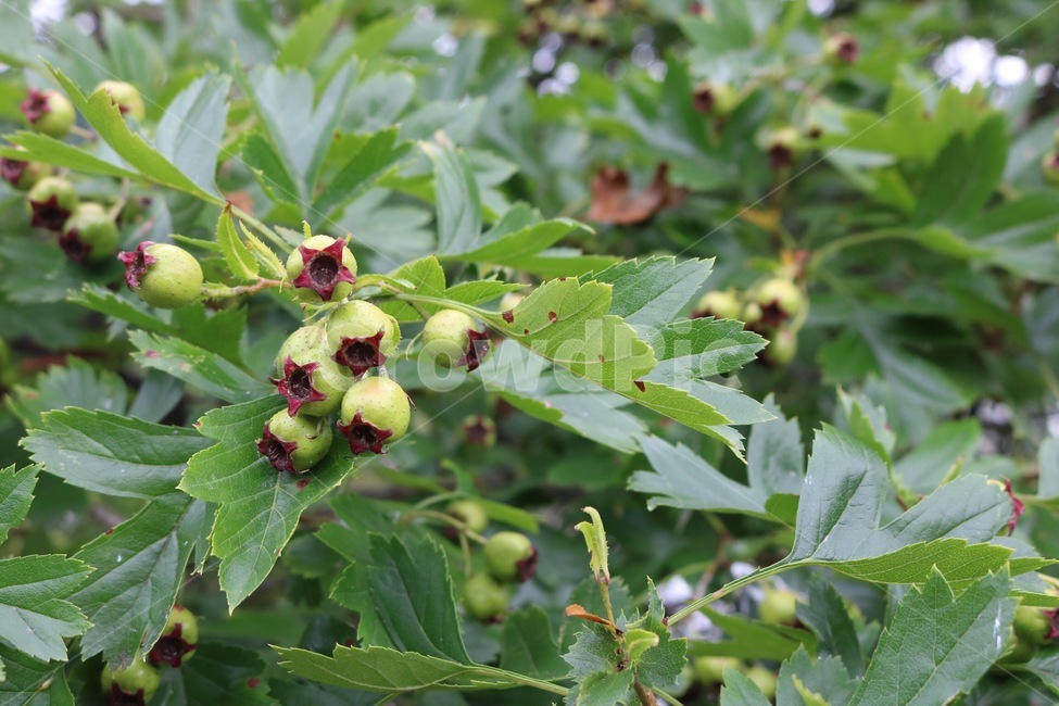 나무,식물,열매,자연,초록,tree,ki,plants,shokubutsu,fruit,zitsu,nature,green,midori,식물,자연,plants,nature,과일,열매,fruit