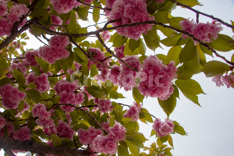 겹벚꽃,겹벚꽃나무,벚꽃,분홍벚꽃,분홍겹벚꽃,cherryblossoms,doublecherryblossom,식물,자연,plants,nature,꽃,flower