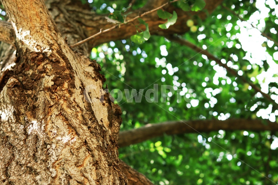 나무,감성,풍경,고화질,은행나무,식물,자연,plants,nature,나무,trees,wood