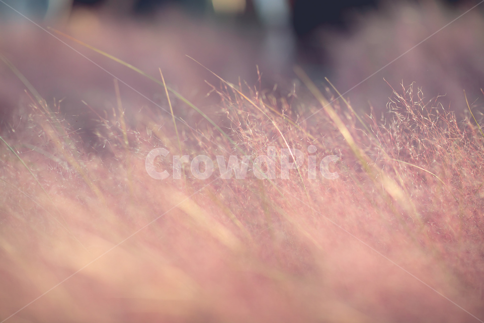 핑크뮬리,가을,따스함,분홍,풍경,가을,계절,fall,autumn,season,식물,자연,plants,nature,grass,잔디,plant