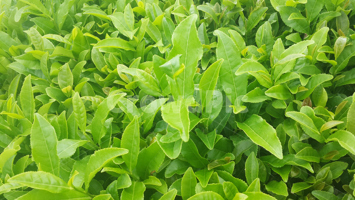 녹차,풀,식물,초록,풀밭,녹색,녹색식물,식물,자연,plants,nature