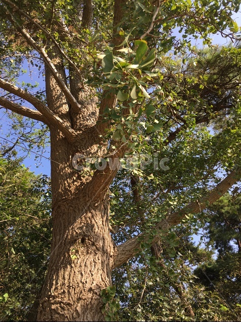 tree,나무,treetrunk,나무줄기,plant,식물,식물,자연,plants,nature,나무,trees,wood