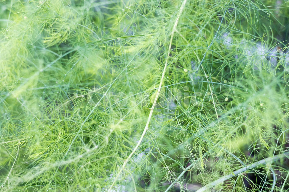 식물,plant,자연,nature,아스파라거스,초록,식물,자연,plants,nature