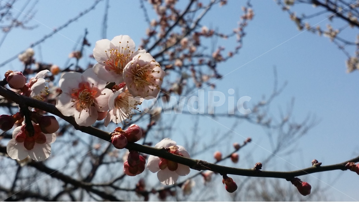 해남매실농원,매화꽃,꽃,풍경,나무,봄,계절,spring,season,식물,자연,plants,nature,꽃,flower,plant,blossom