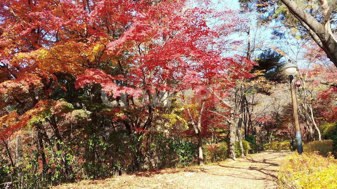 단풍나무,단풍,가을,fall,maple,그림자,하늘,풍경,자연,계절,nature,autumn,식물,경치,낙엽,공원,형형색색의,나무,가을,계절,fall,autumn,season,tree,plant,leaf,잎