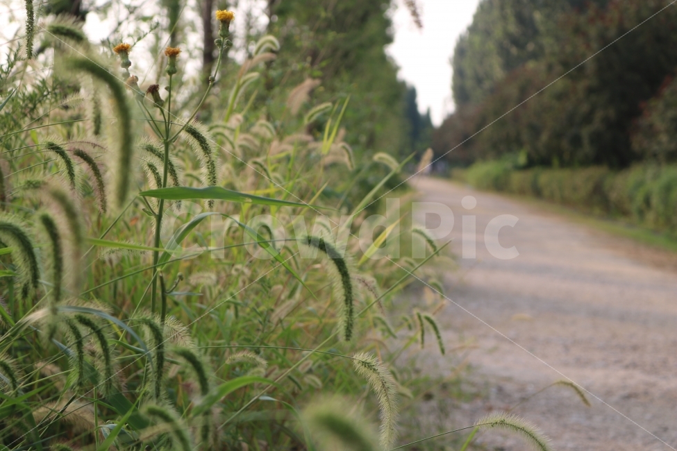 강아지풀,감성,힐링,자연,풍경,식물,자연,plants,nature,감성,sensible,feeling