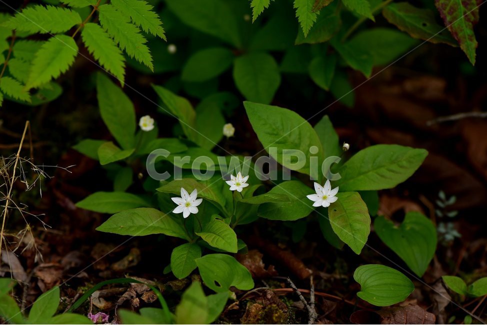 참기생꽃,야생화,식물,자연,생태,꽃,힐링,플라워,wildflower,flower,plants,nature,season,감성,느낌,emotion,feeling,앵초목,앵초과,기생꽃속,여러해살이풀,희귀식물,식물,자연,plants,nature,꽃,flower