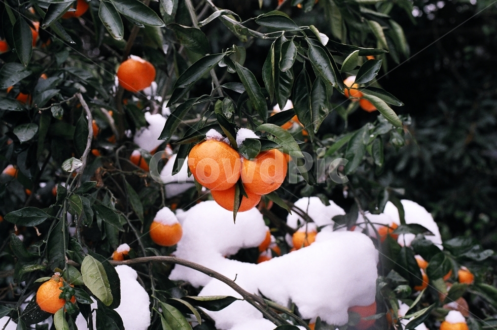 제주도,겨울,여행,감귤,자연,겨울,계절,winter,season,식물,자연,plants,nature,과일,열매,fruit,감성,sensible,feeling