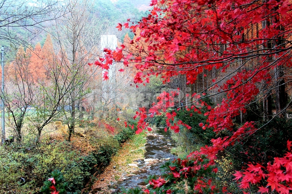 산,자연,장태산자연휴양림,가을,단풍,가을,계절,fall,autumn,season,plant,식물,leaf,잎,tree,나무