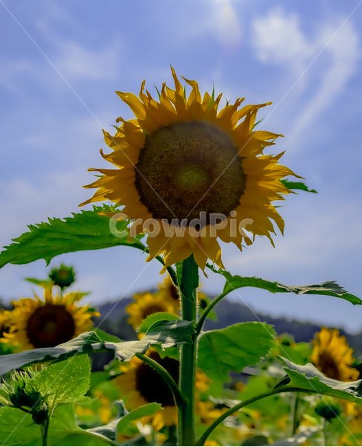 여름,푸른날,해바라기,구름,풍경,꽃,해바라기꽃,계절,summer,식물,자연,plants,nature,flower