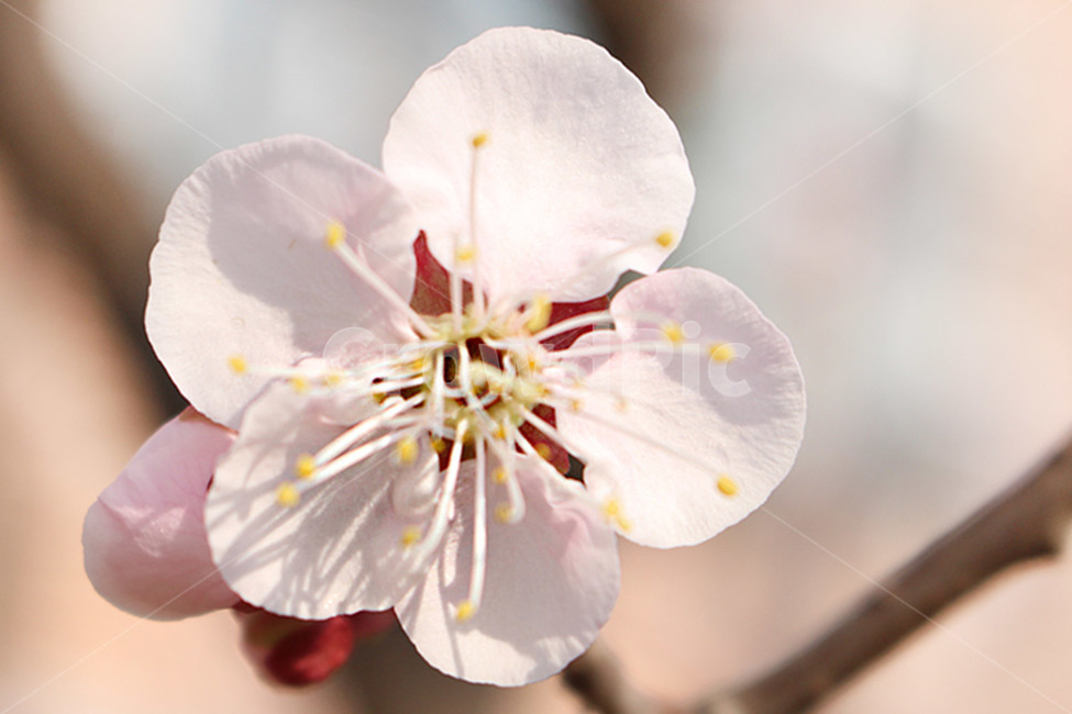 벗꽃,봄꽃,봄,사쿠라,꽃,봄,계절,spring,season,식물,자연,plants,nature,꽃,flower,plant,blossom