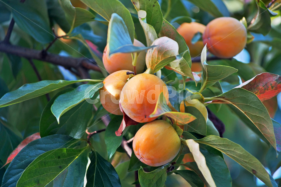 감,가을,계절,식물,단감,감나무,과일,열매,fruit
