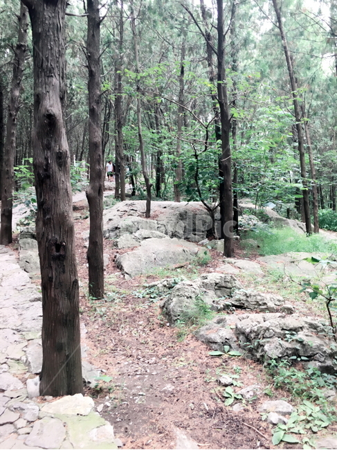 숲속,나무,숲속길,산책로,여름
