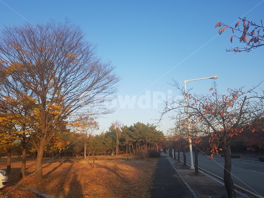 가을,낙옆,길,하늘,침묵,가을,계절,fall,autumn,season,자연,풍경,nature,landscape,road,도로,asphalt,아스팔트