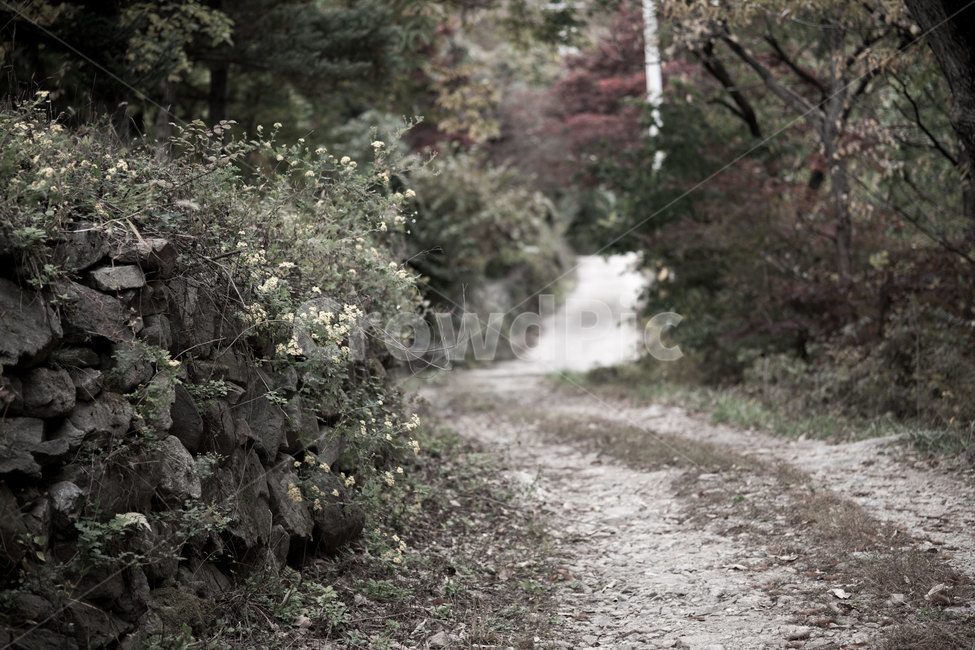 길,가을,nature,fall,walk,path,stone,자연,풍경,nature,landscape