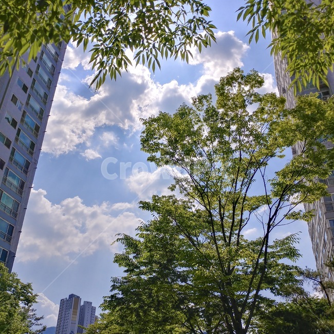 하늘,sky,blue,tree,나무,green,초록색,구름,cloud,sunny,화창,아파트,여름,summer