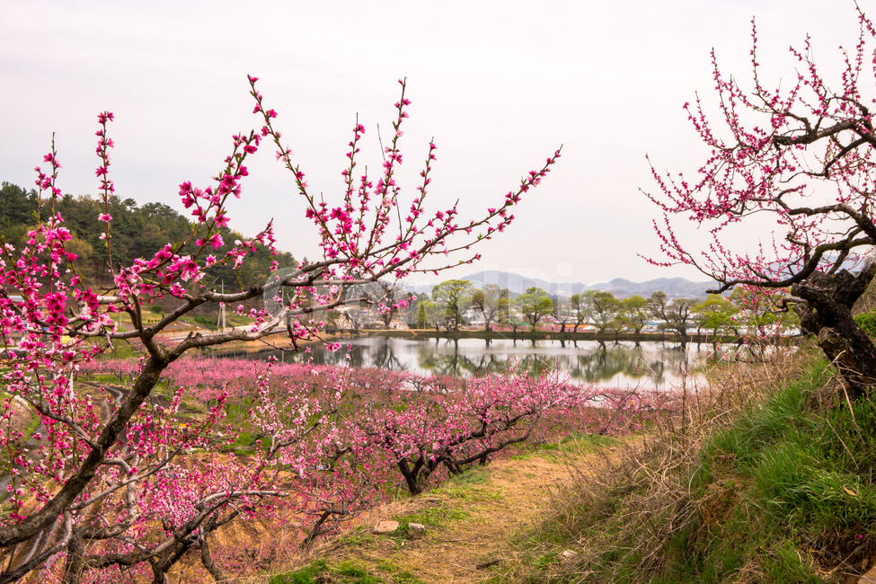 복사꽃,봄,반곡지,꽃,아름다움,분홍색,과수원,경산,봄,계절,spring,season,자연,풍경,nature,landscape,plant,식물,flower,blossom,cherry blossom,벚꽃