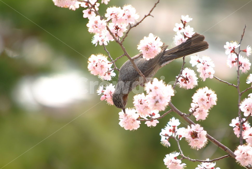 매화,봉은사,새,직박구리,봄꽃,꽃,조류,매화꽃,식물,자연,plants,nature,꽃,flower,동물,animal,조류,새,birds