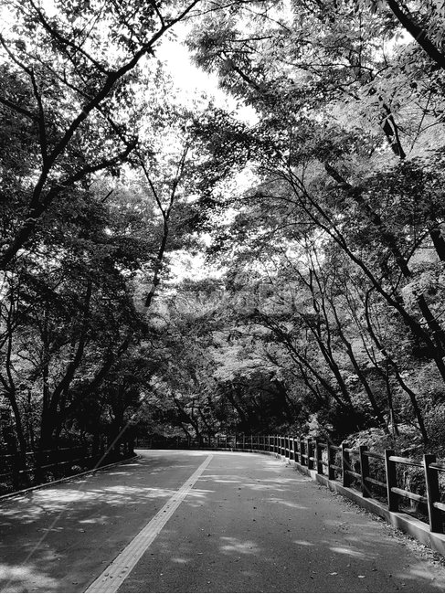 남산,숲길,흑백,나무,산책길,한적함,느긋함