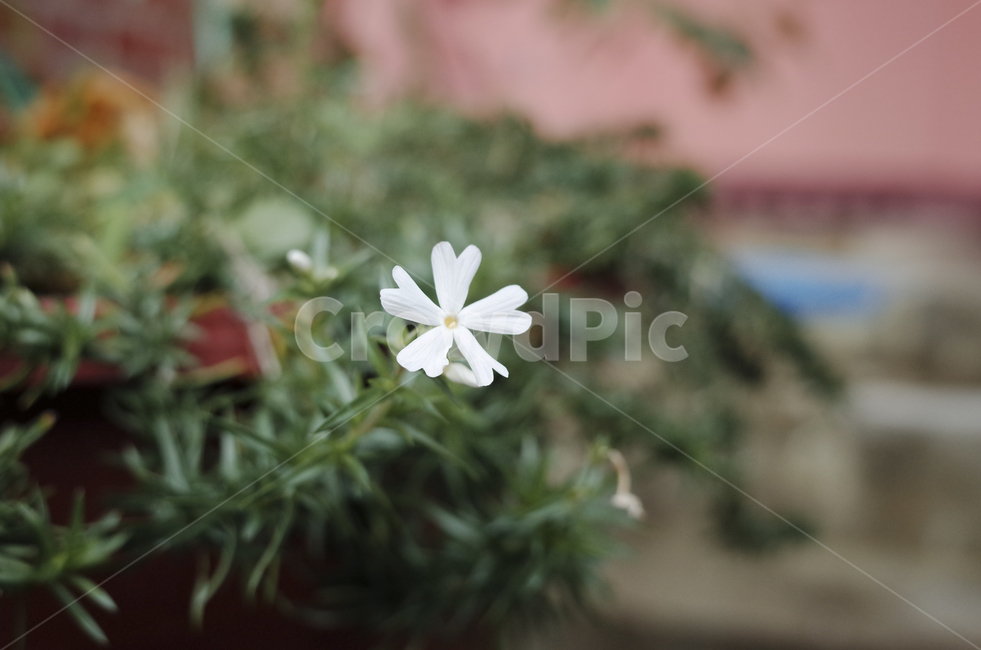 꽃,flower,식물,plant,green,초록,잎,들꽃,흰,하얀,하얀꽃,흰꽃,white