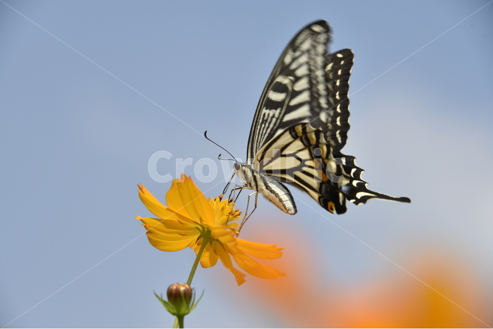 호랑나비,butterfly,horangnabi,곤충,범나비,곤충도감,금계국,식물,자연,plants,nature,꽃,flower,동물,animal,곤충,벌레,insect,bug