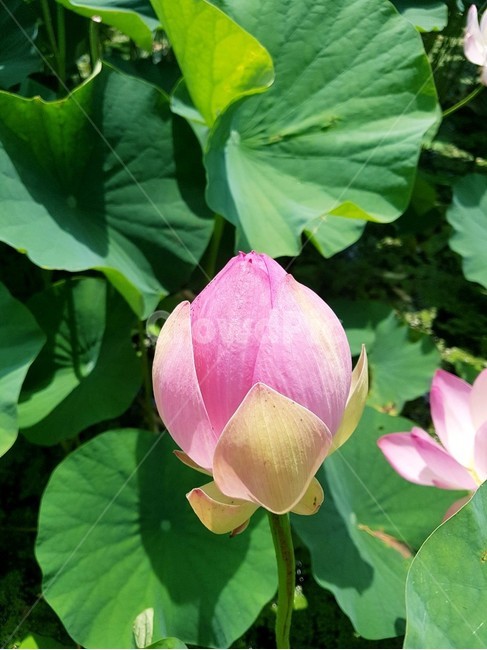연꽃,flower,꽃,수련,식물