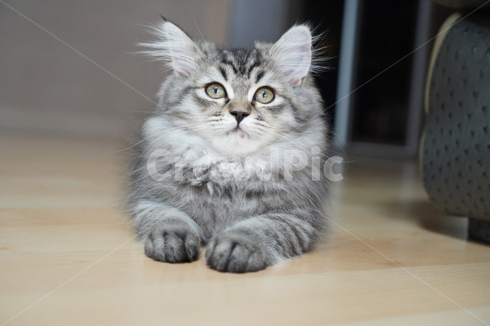 고양이,아기고양이,어린고양이,페르시안,페르시안고양이,반려묘,냥이