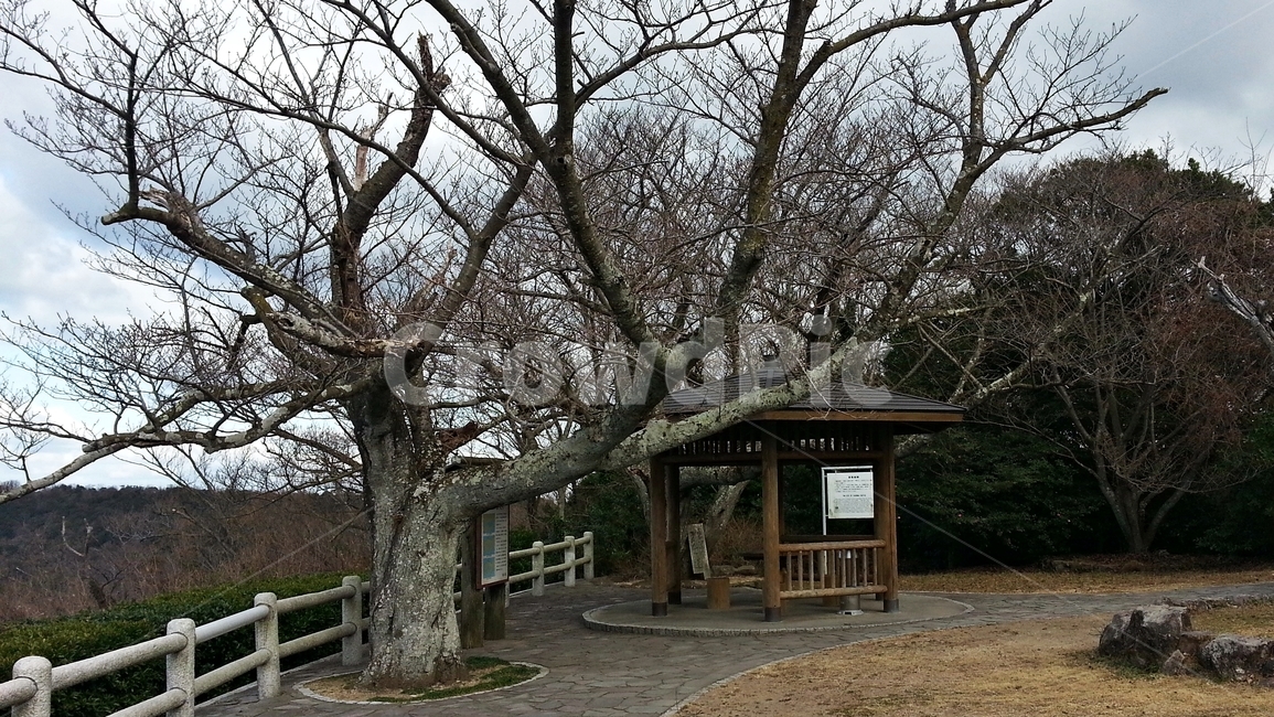 나무,자연,가지,겨울,계절,구름,자연,풍경,nature,landscape