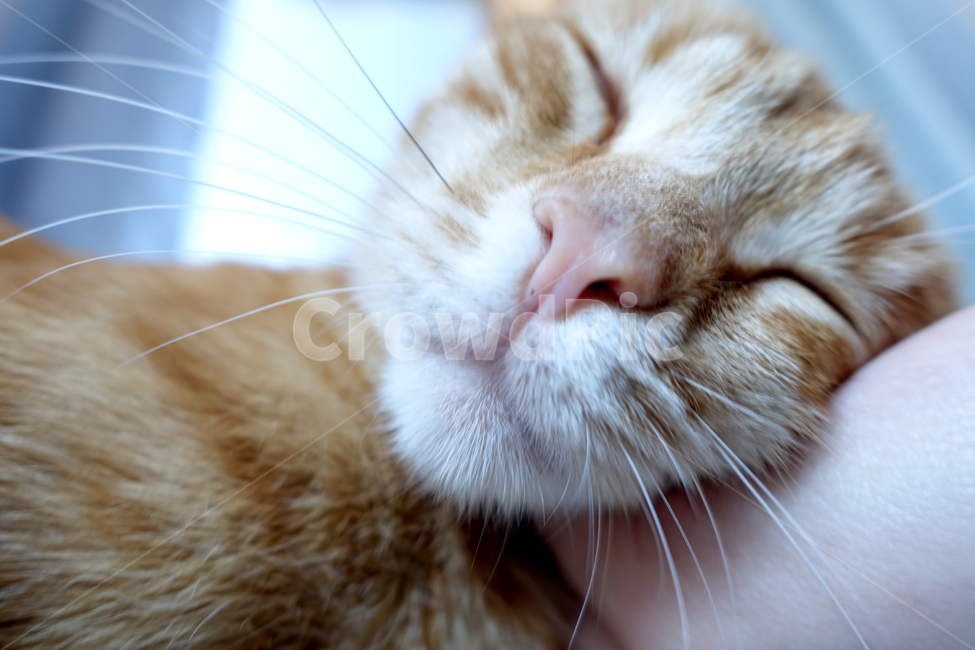 고양이,길고양이,아메리칸숏헤어,고양이얼굴,cat,cute,catface