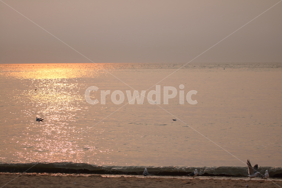노을,을왕리,해변,갈매기,파도,해변,바다,beach,sea