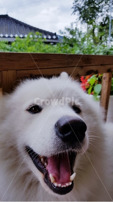 스마일,사모예드,행복함,심쿵,웃는얼굴,동물,animal,포유류,mammal,개,강아지,dog,doggy