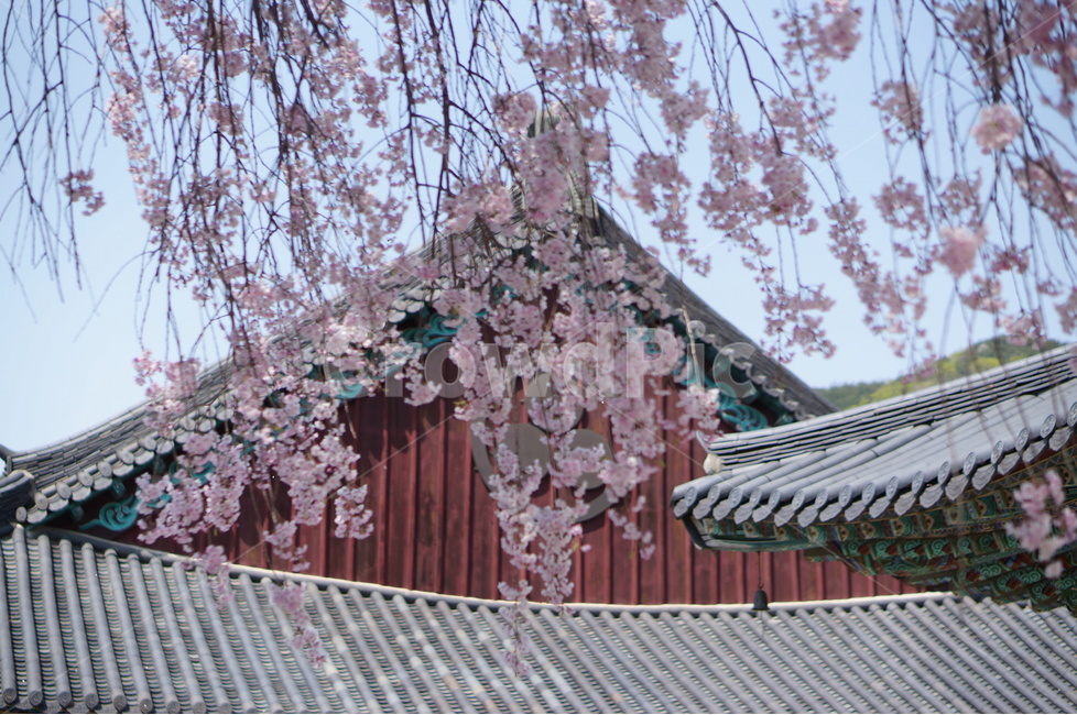 수양벚꽃,봄,핑크,맑음,풍경,봄,계절,spring,season,한국전통,한국문화,korean traditional,korean culture,식물,자연,plants,nature,꽃,flower,종교,신앙,religion,belief,faith,건축물,건물외관,exterior,building,structure,architecture,construction,plant,cherry blossom,벚꽃,blossom