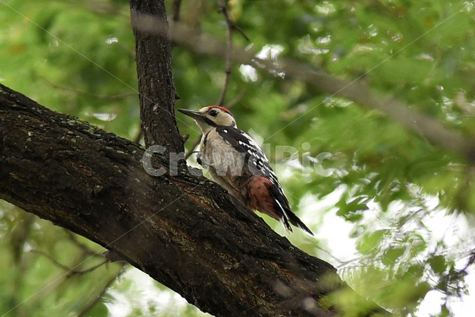 딱다구리,딱다구리새,새,조류,오색딱다구리,woodpecker,숲속,나무,trees,wood,조류,새,birds