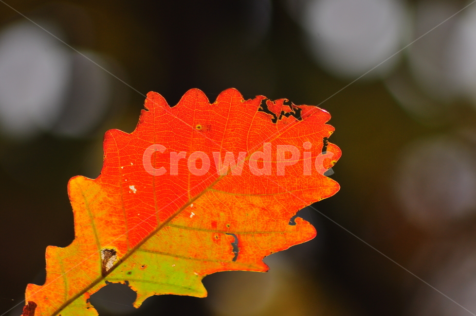 가을,가을풍경,단풍,보케,가을서정,칼라풀,fall,autumn,가을분위기,백그라운드,배경,바탕,10월,11월,colorful,화려한,색색의,알록달록,가을감성,leave,참나무잎,빨강색,노랑색,주황색,황록색,레드,red,yellow,빛망울,bokeh,시즌,계절,season,가을,계절,fall,autumn,season,leaf,잎,plant,식물,tree,나무