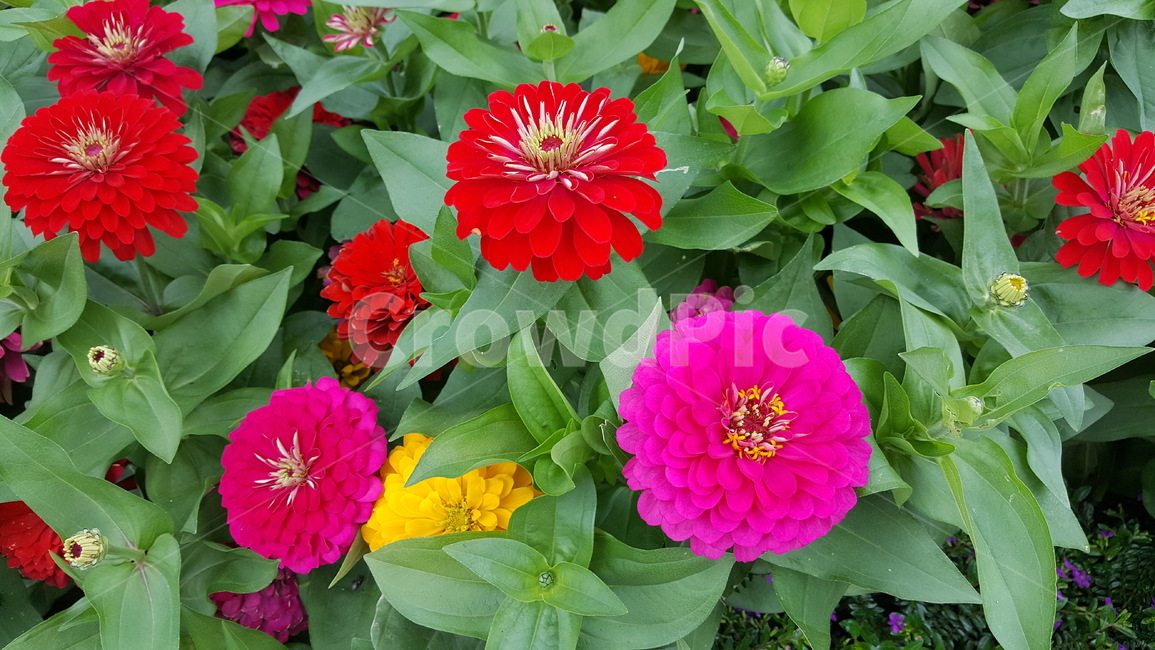 꽃,꽃잎,다알리아,달리아,식물,blossom,flower,dahlia,plant