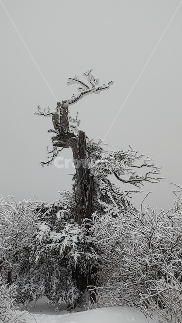 산,설경,풍경,겨울,나무,겨울,계절,winter,season,식물,자연,plants,nature,나무,trees,wood