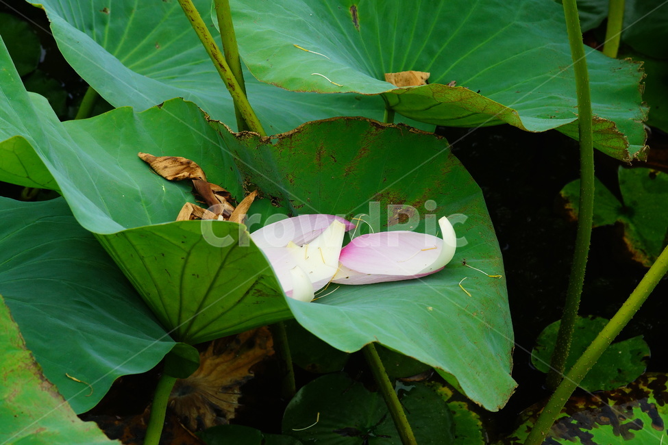 flower,plant,식물,blossom,pondlily,연꽃,연못백합,lily,식물,자연,plants,nature