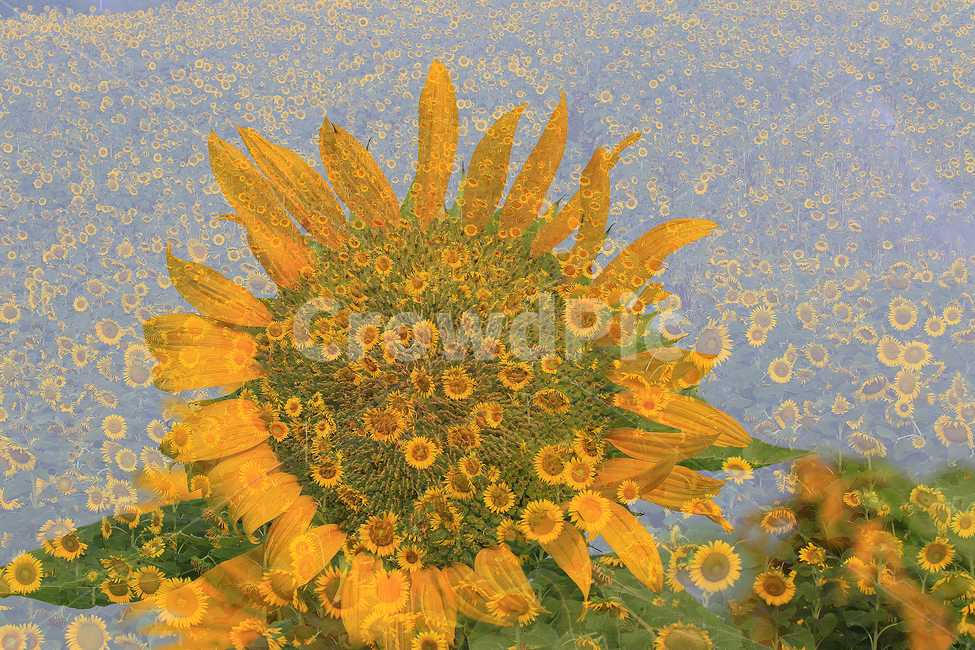 해바라기,정열,태양,사랑,그리움,식물,자연,plants,nature,꽃,flower,감성,sensible,feeling