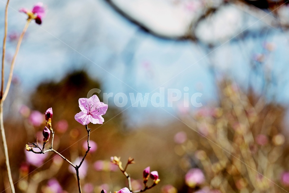 홍매화,flower,pink,tree,apricotflower,purple