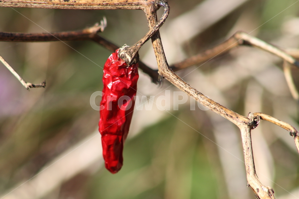 고추,채소류,열매,chilipepper,농작물,식물,자연,plants,nature